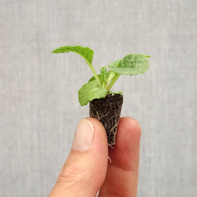Esemplare di Primula Rambo F1 Red Flame Mini zolla Ø 1,5/2,5 cm come consegnato in autunno