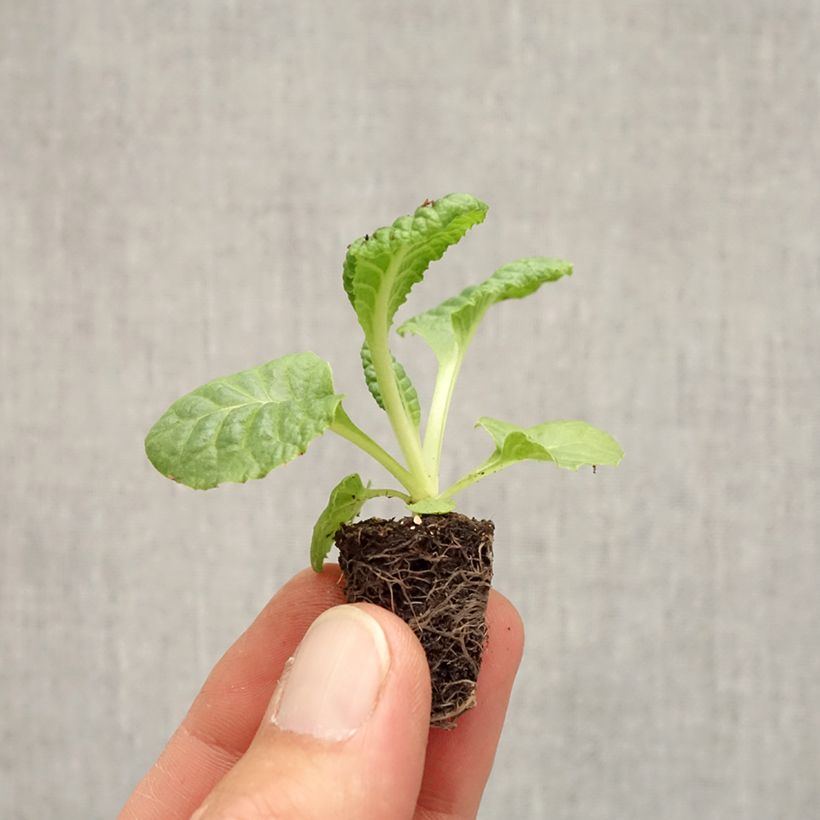 Esemplare di Primula Rambo F1 Scarlet Mini zolla Ø 1,5/2,5 cm come consegnato in autunno