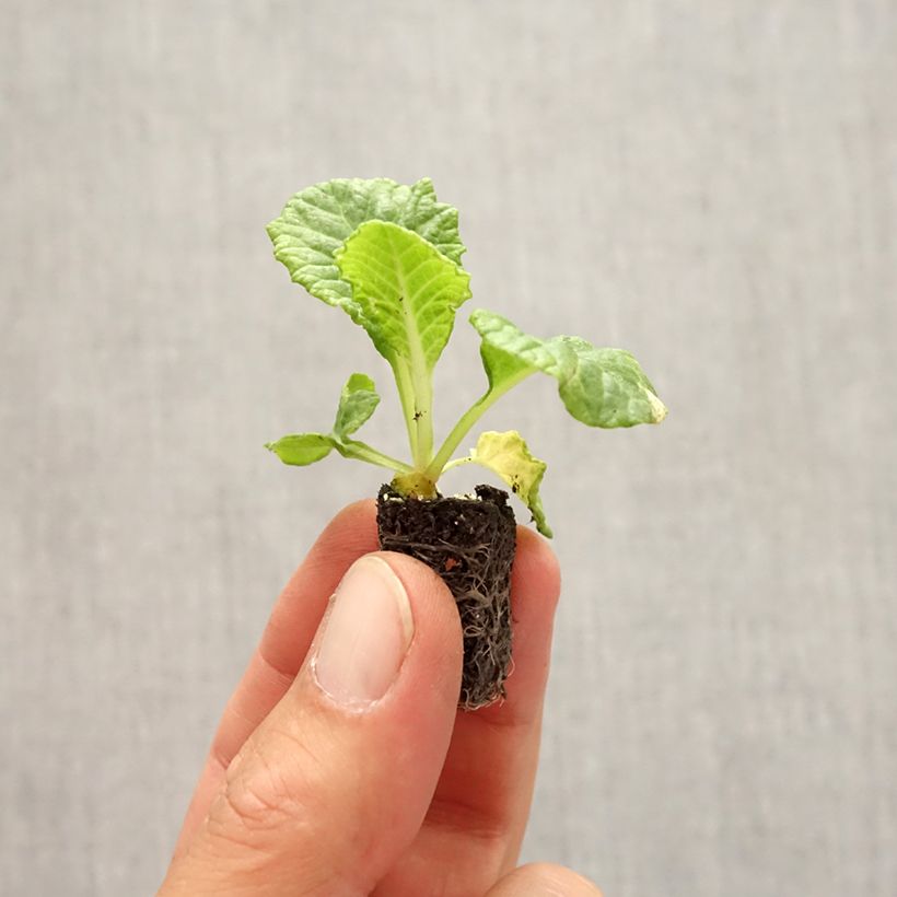 Esemplare di Primula Rambo F1 Yellow Gold Mini zolla Ø 1,5/2,5 cm come consegnato in autunno
