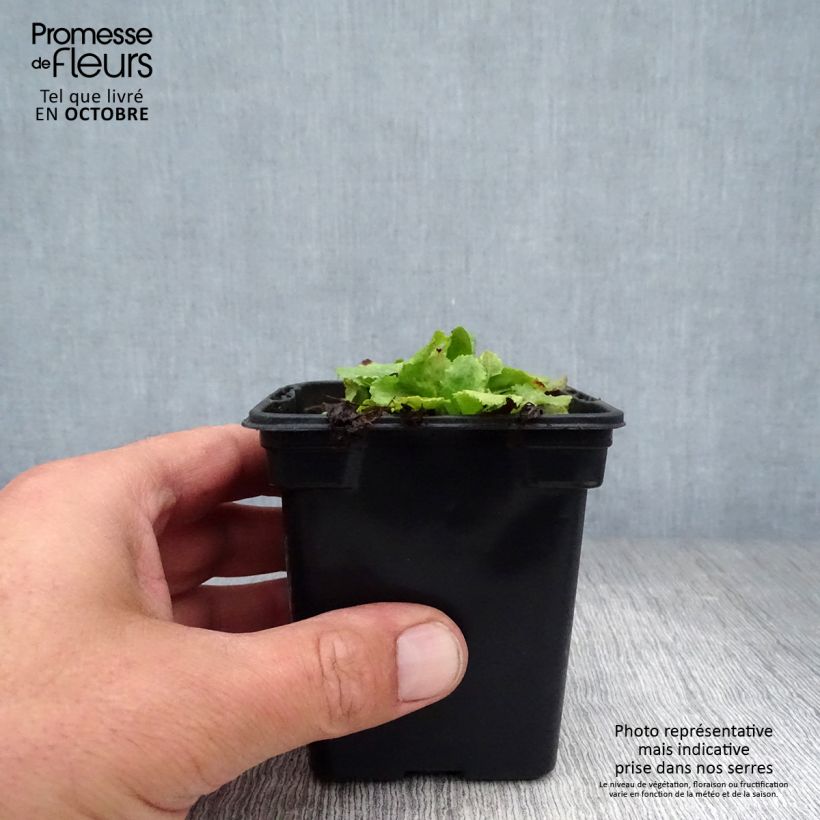 Esemplare di Primula rosea Grandiflora Vasetto da 7/8 cm come consegnato in autunno