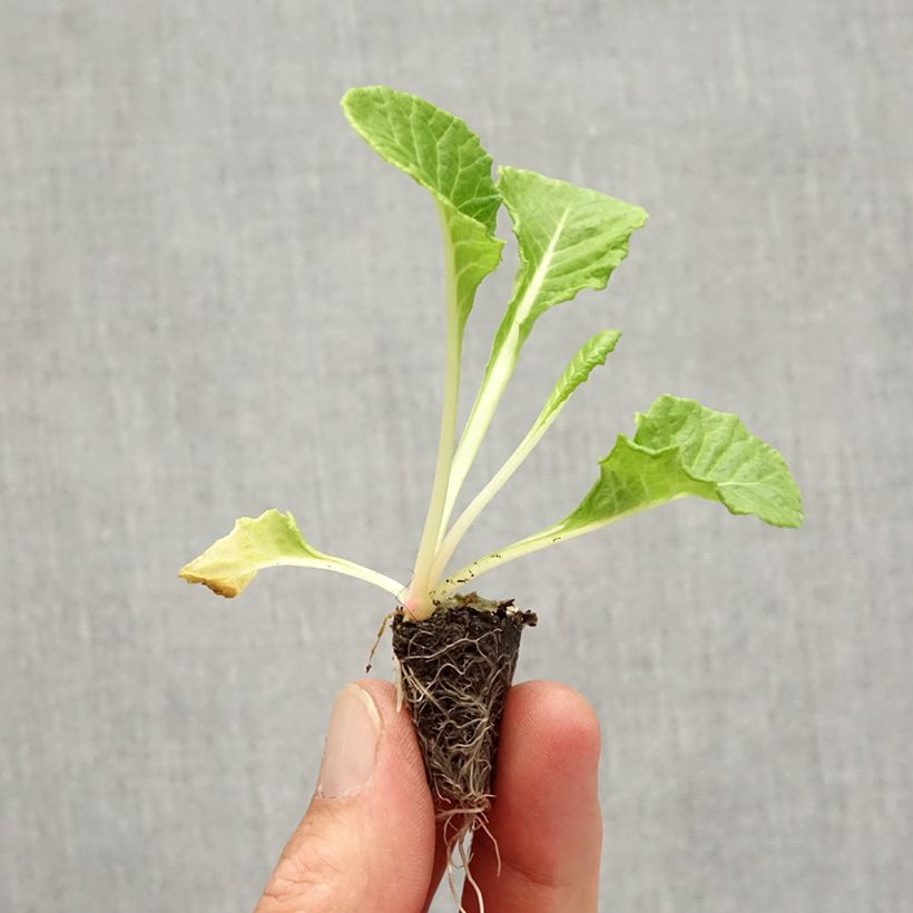 Esemplare di Primula Rosebud F1 Light yellow Mini zolla Ø 1,5/2,5 cm come consegnato in autunno