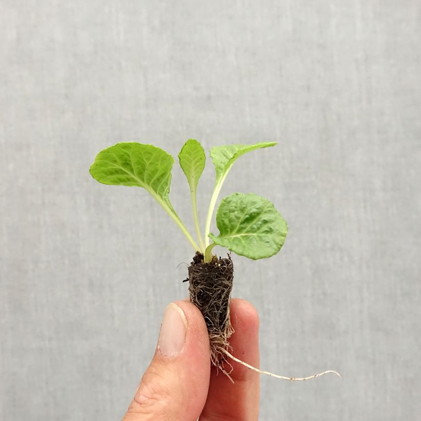 Esemplare di Primula Rosebud F1 Red Shades Mini zolla Ø 1,5/2,5 cm come consegnato in autunno