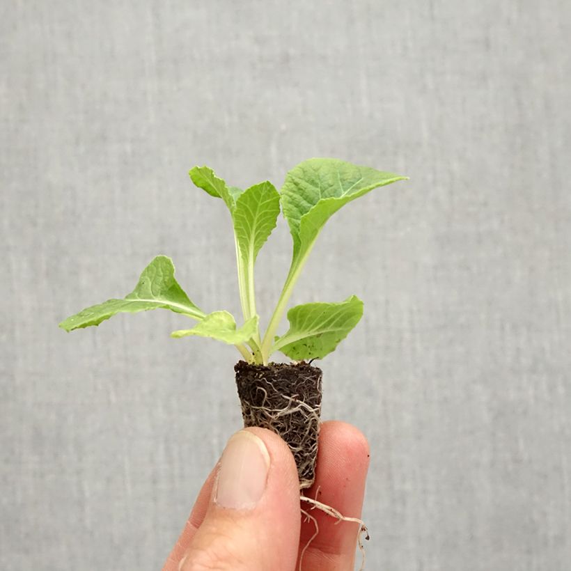 Esemplare di Primula Rosebud F1 Tutti frutti Mini zolla Ø 1,5/2,5 cm come consegnato in autunno