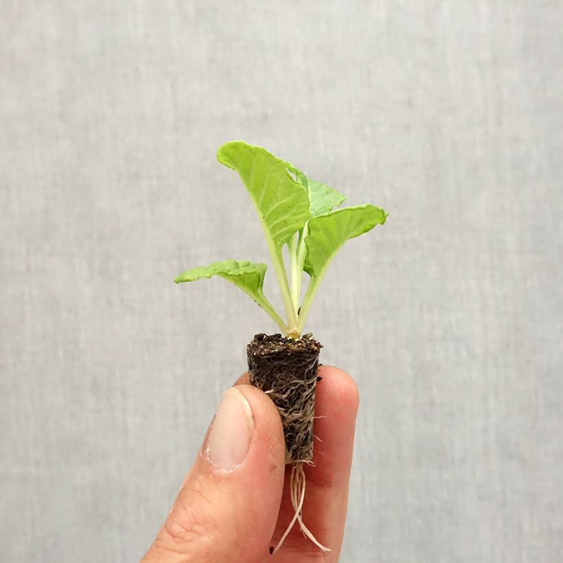 Esemplare di Primula Rosebud F1 White Mini zolla Ø 1,5/2,5 cm come consegnato in autunno