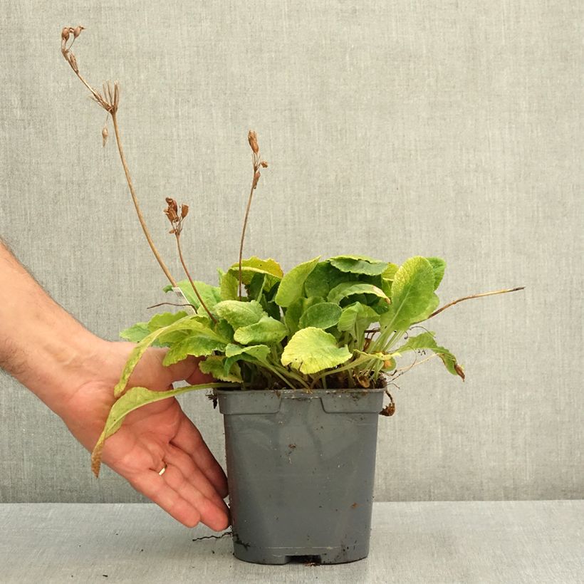 Esemplare di Primula vulgaris - Primula comune Vaso da 2L/3L consegnato in estate
