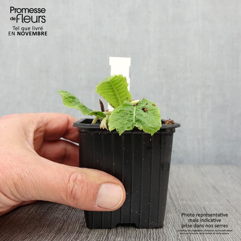 Esemplare di Primula beesiana Vasetto da 8/9 cm come consegnato in autunno