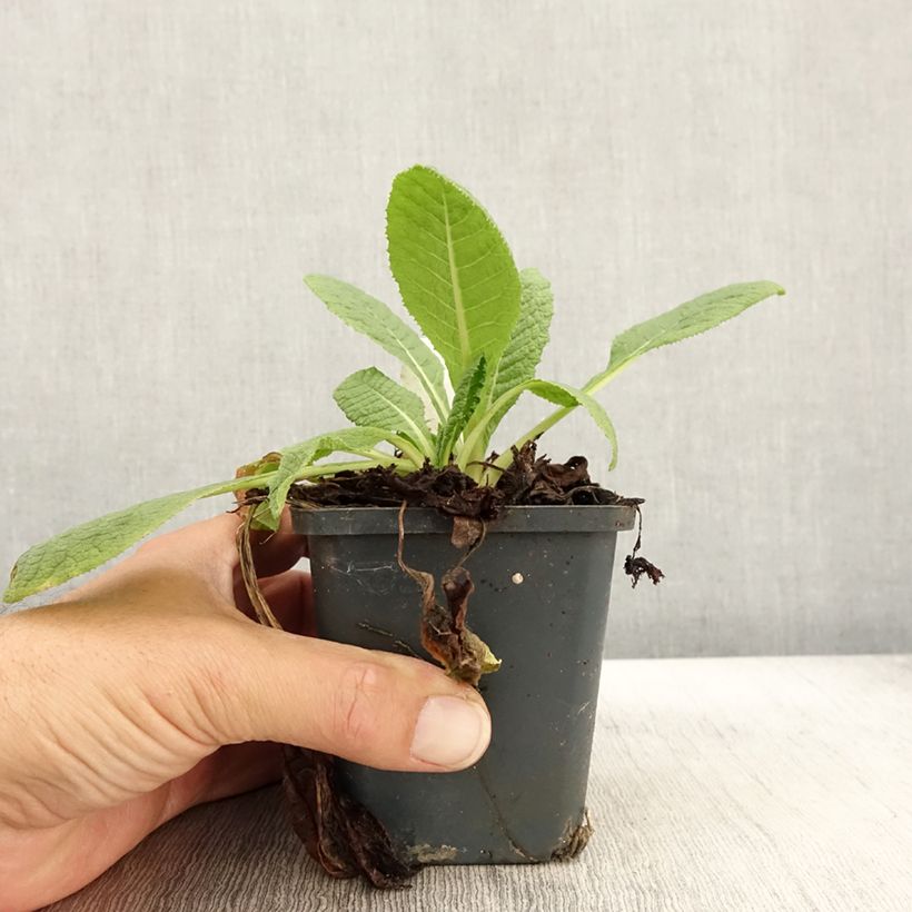 Esemplare di Primula florindae Vasetto da 8/9 cm come consegnato in autunno
