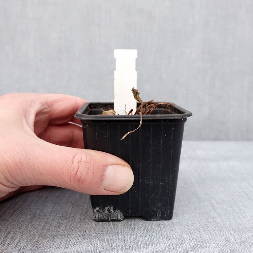 Primula florindae Vasetto da 8/9 cm esemplare consegnato in inverno