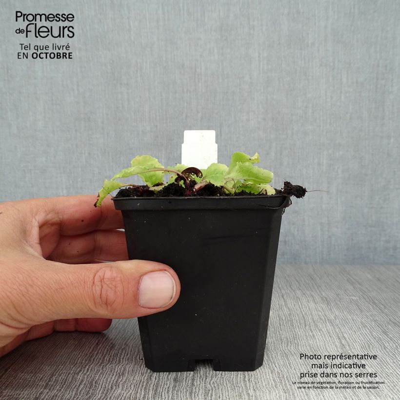 Esemplare di Primula juliae Wanda Vasetto da 8/9 cm come consegnato in autunno