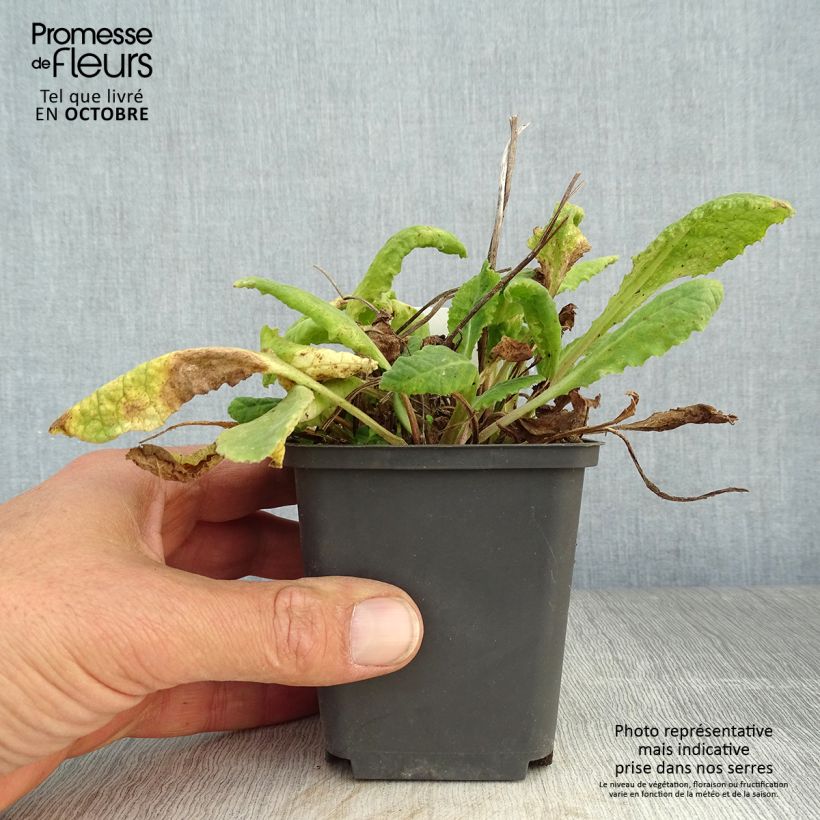 Esemplare di Primula veris - Primula odorosa Vasetto da 8/9 cm come consegnato in autunno