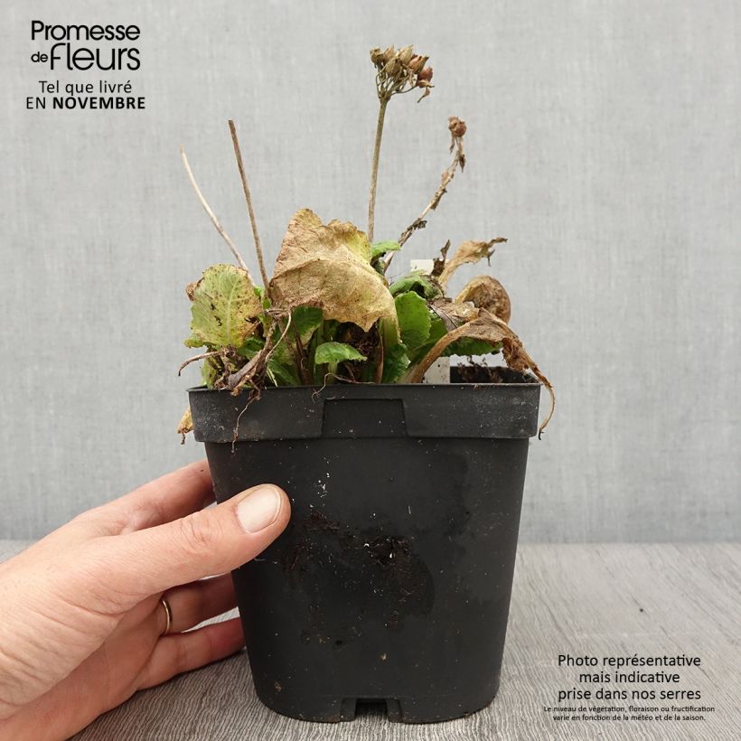 Esemplare di Primula veris - Primula odorosa Vaso da 2L/3L come consegnato in autunno