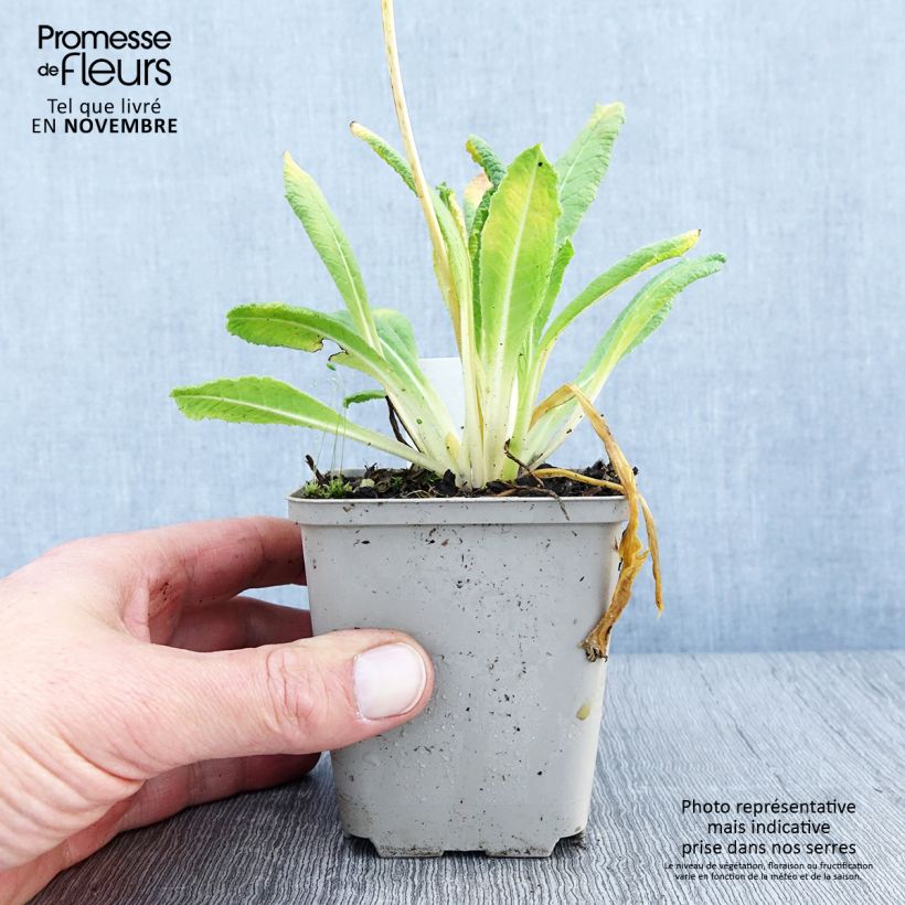 Esemplare di Primula vialii Alison Holland Vasetto da 8/9 cm come consegnato in autunno