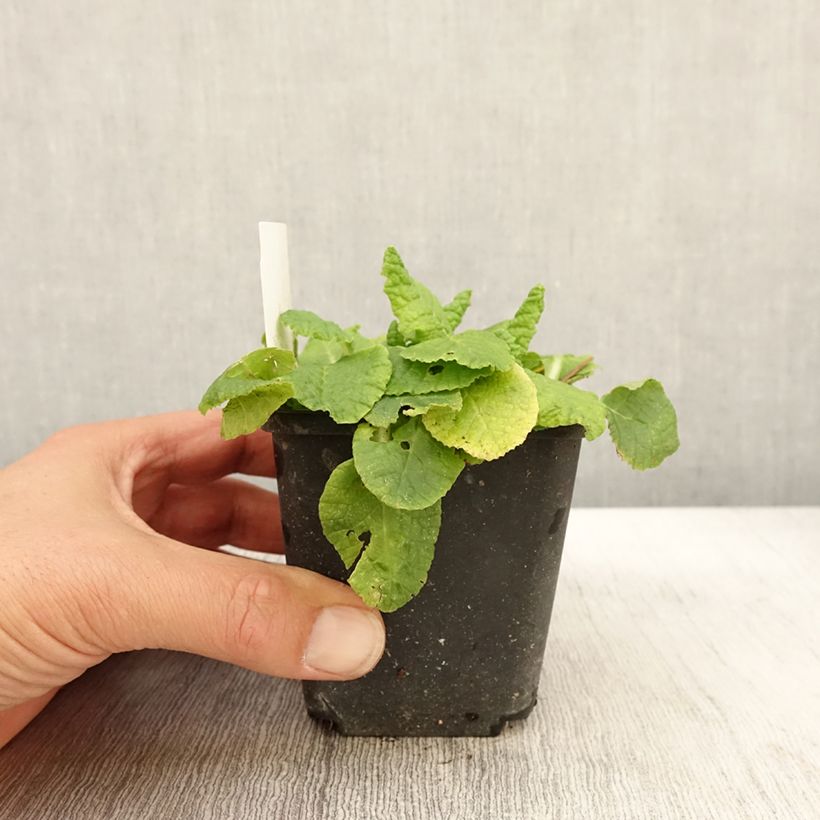 Esemplare di Primula Francesca Vasetto da 8/9 cm come consegnato in autunno
