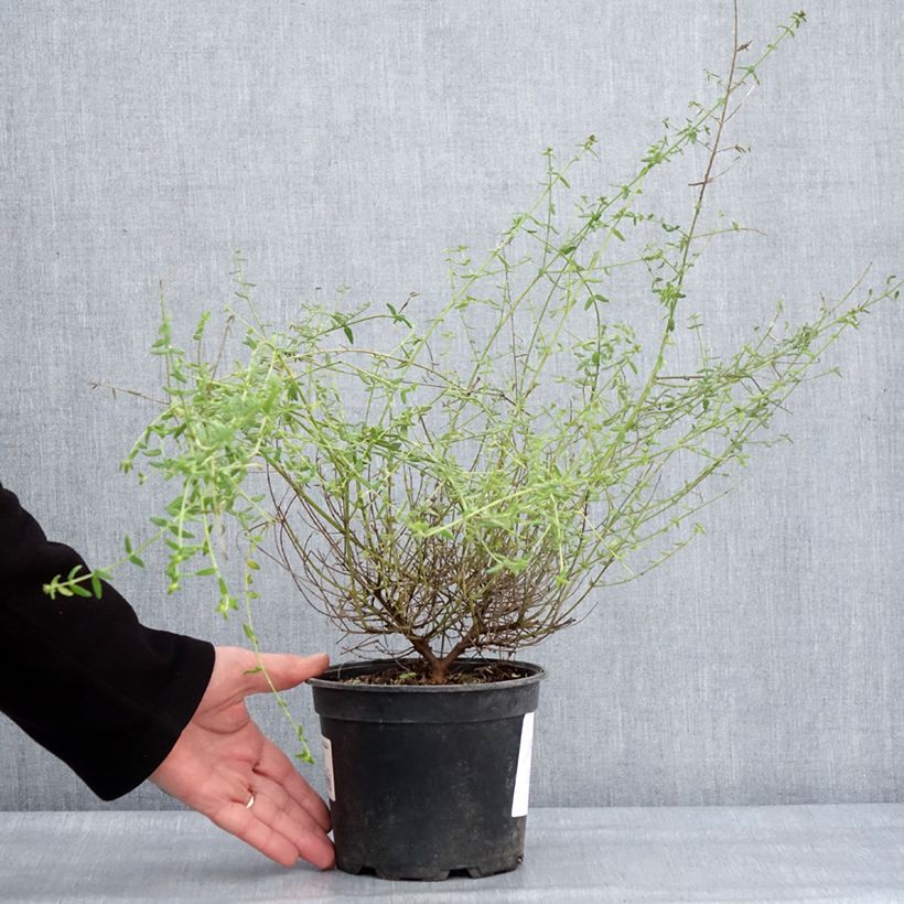 Prostanthera rotundifolia Rosetta Vaso da 2L/3L esemplare consegnato in inverno