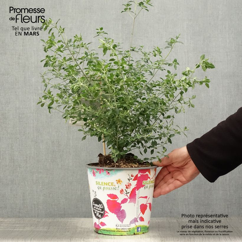Prostanthera rotundifolia Vaso da 4L/5L esemplare consegnato in primavera