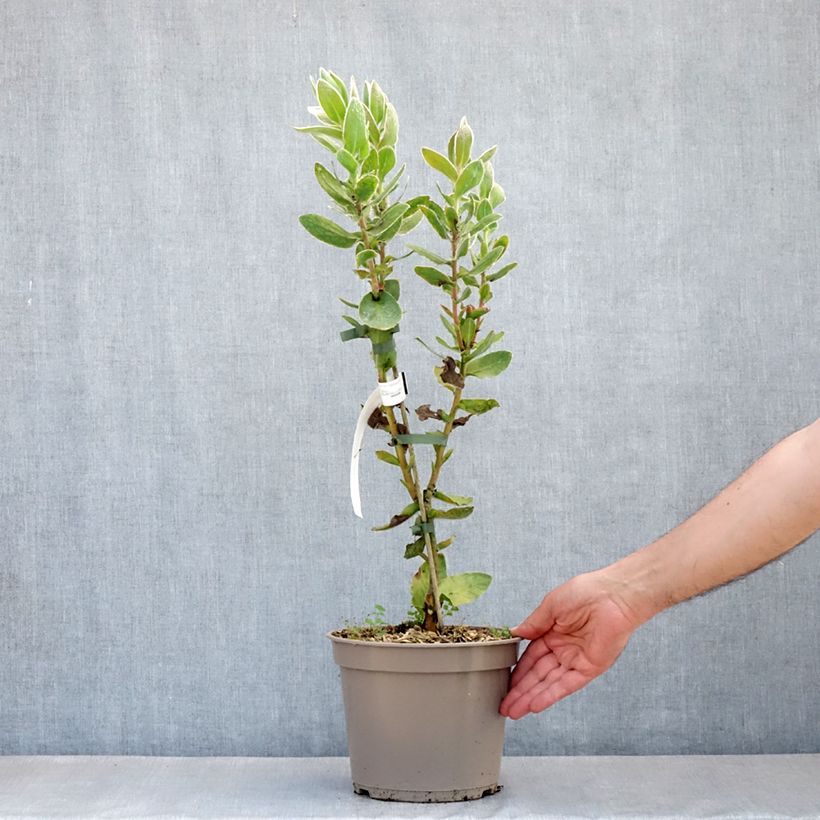 Protea eximia Vaso da 3L/4L esemplare consegnato in primavera