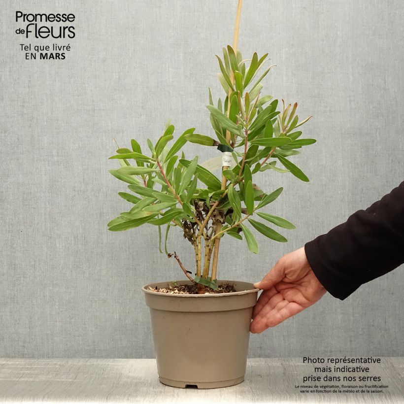 Protea Pink Ice Vaso da 4L/5L esemplare consegnato in primavera