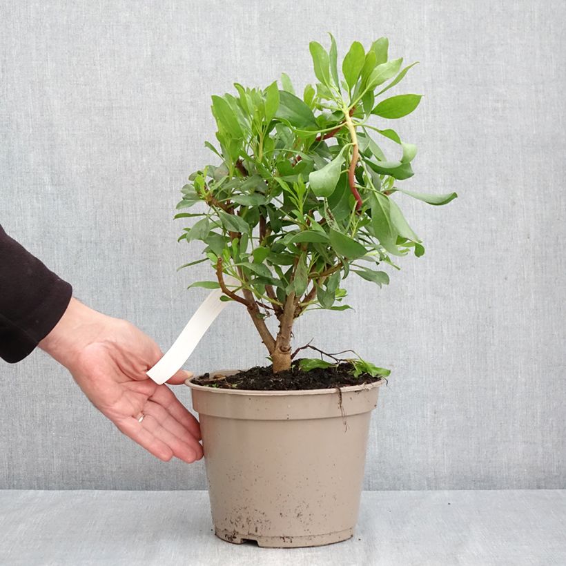 Esemplare di Protea cynaroides - Protea Re Vaso da 4L/5L come consegnato in autunno