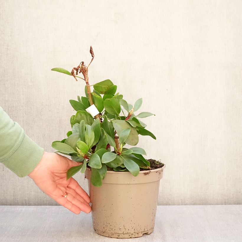 Protea cynaroides - Protea Re Vaso da 4L/5L esemplare consegnato in inverno