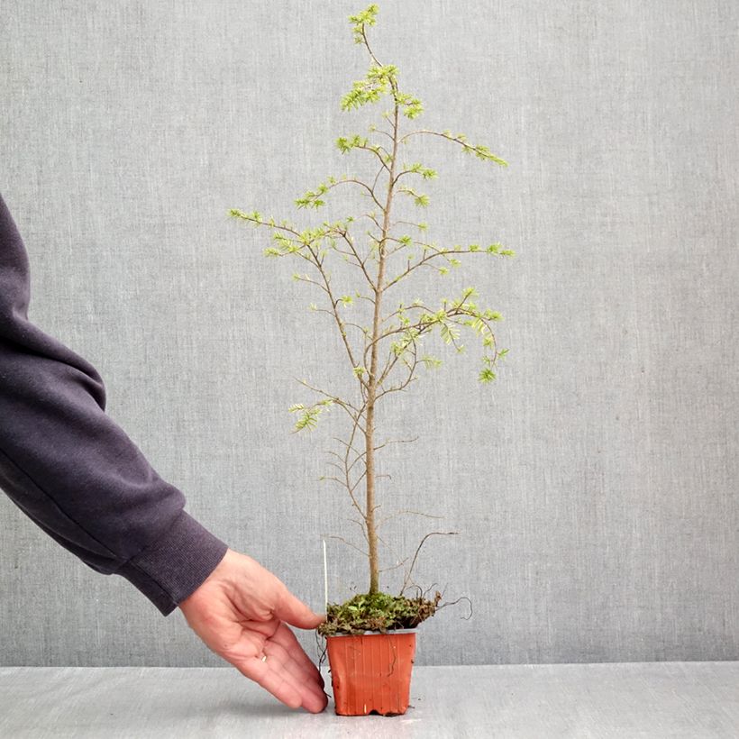 Esemplare di Tsuga heterophylla Vasetto da 8/9 cm come consegnato in autunno