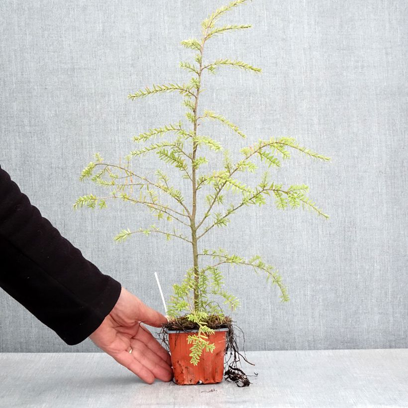 Tsuga heterophylla Vasetto da 8/9 cm esemplare consegnato in primavera