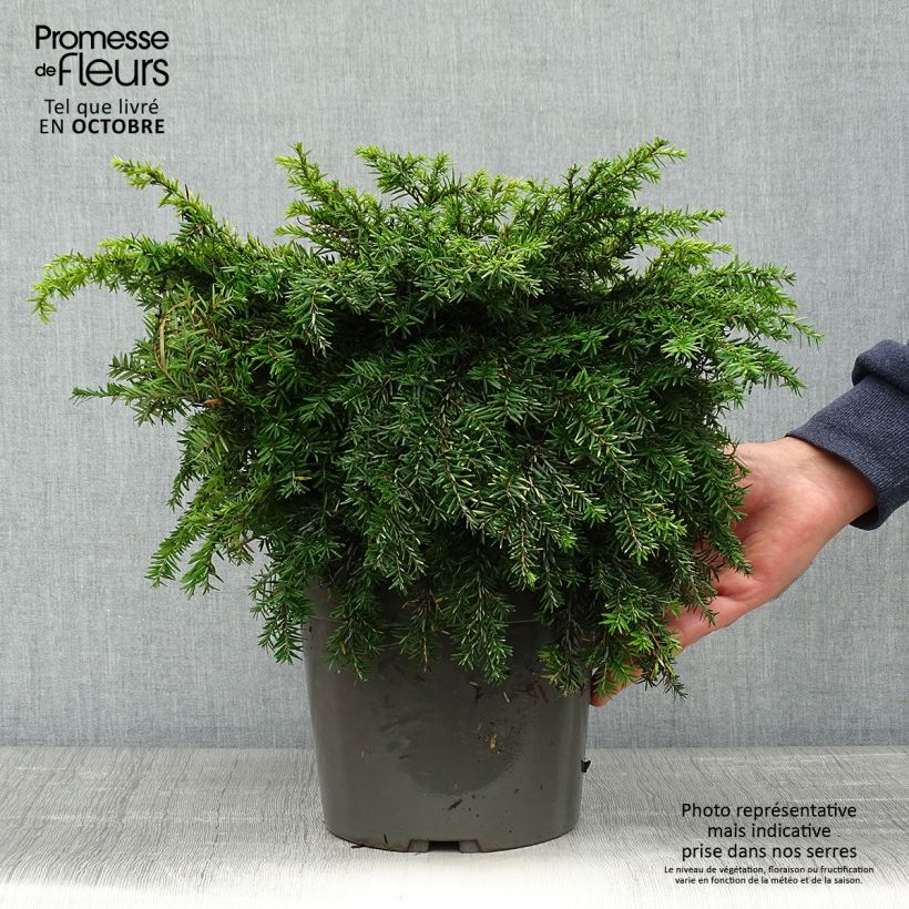 Esemplare di Tsuga canadensis Nana Vaso da 3L/4L come consegnato in autunno