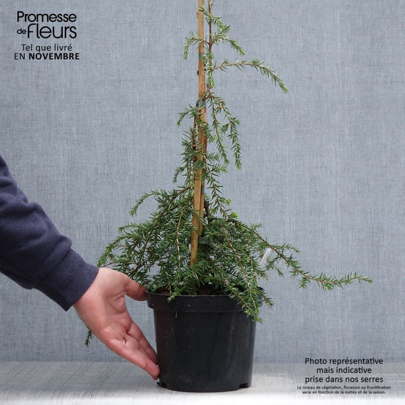 Esemplare di Tsuga canadensis Pendula Vaso da 2L/3L come consegnato in autunno