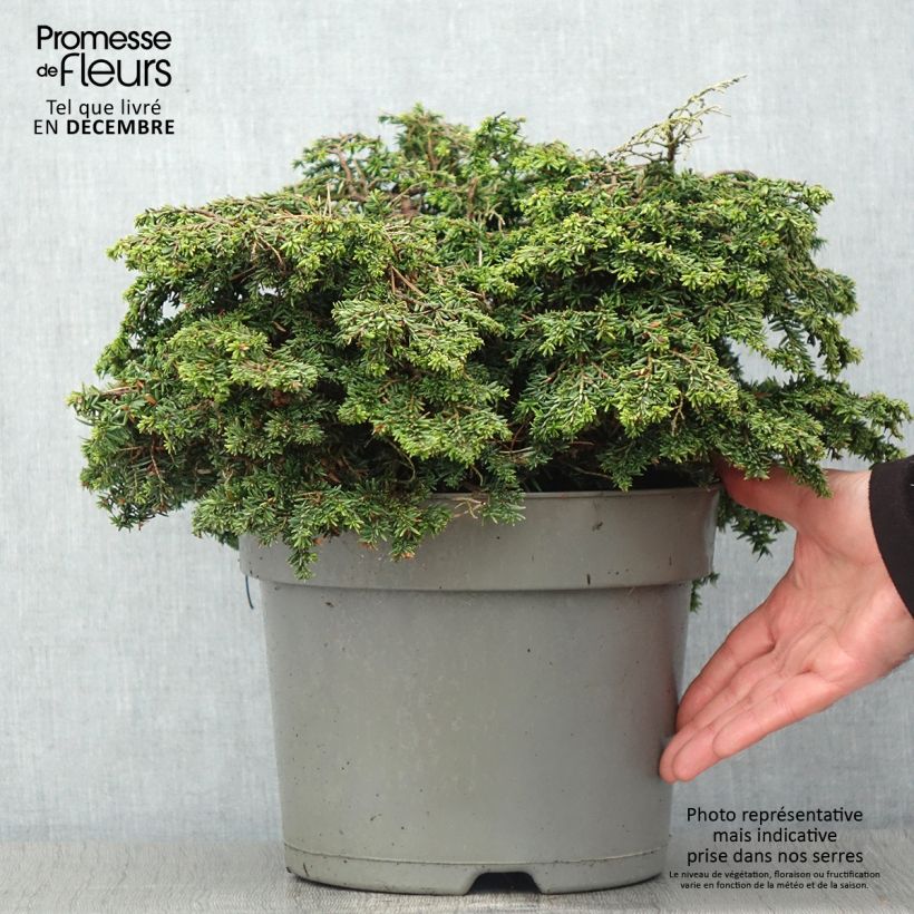 Esemplare di Tsuga canadensis Popeleski Vaso da 7,5L/10L come consegnato in autunno