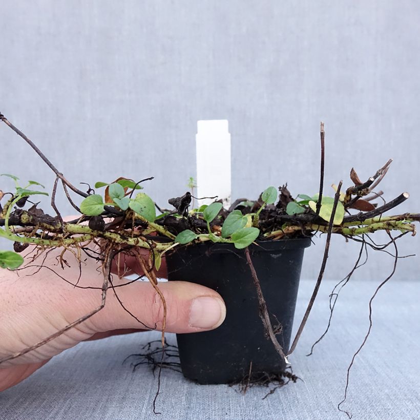 Prunella grandiflora White Loveliness Vasetto da 8/9 cm esemplare consegnato in inverno