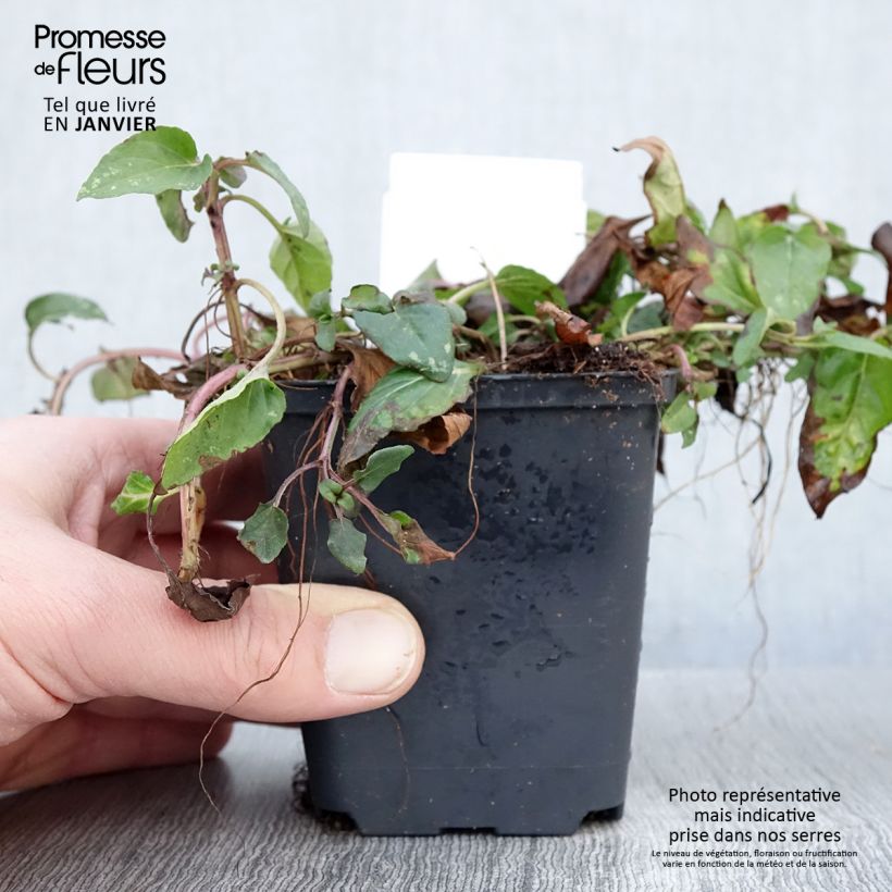 Prunella vulgaris - Brunella Vasetto da 8/9 cm esemplare consegnato in inverno