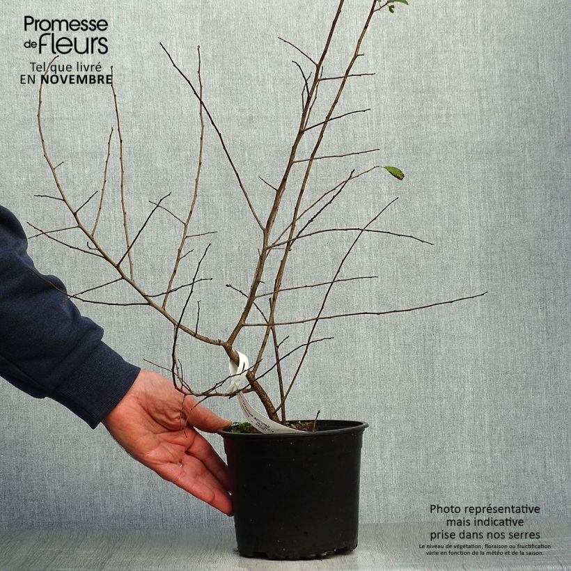 Esemplare di Prunus spinosa - Prugnolo selvatico Vaso da 2L/3L come consegnato in autunno