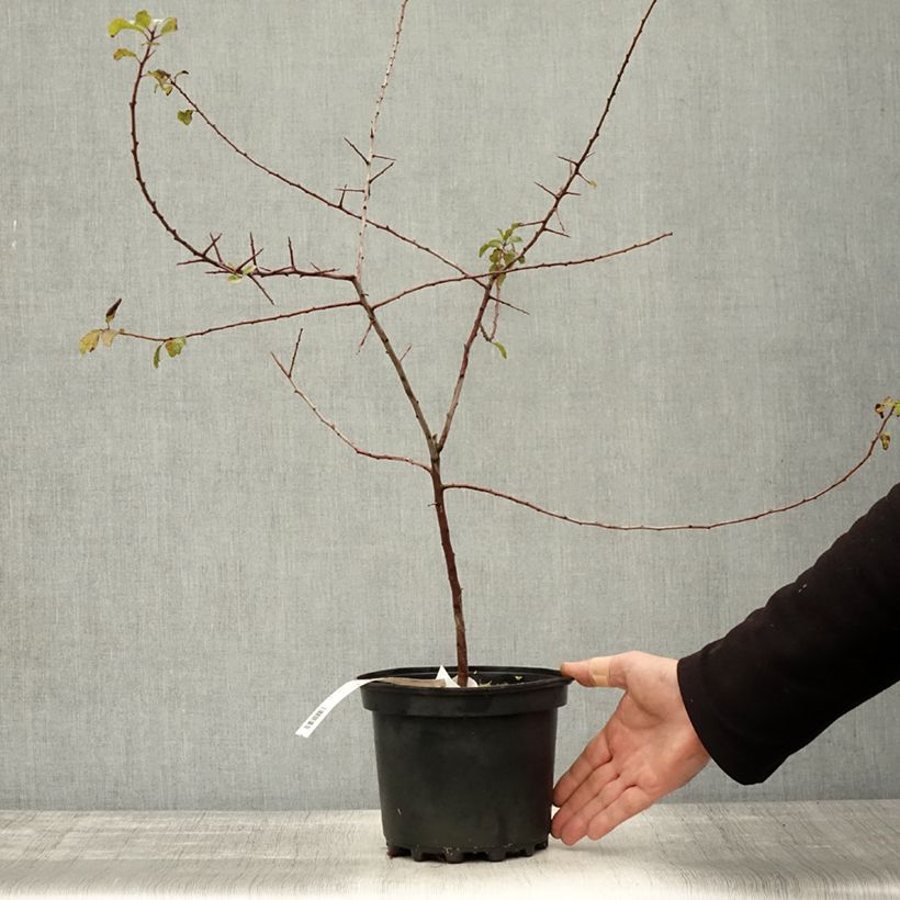 Esemplare di Prunus spinosa - Prugnolo selvatico Vaso da 3L/4L come consegnato in autunno