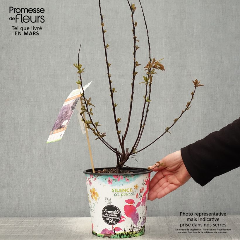 Prunus cerasifera Nigra - Ciliegio da fiore Vaso da 3L/4L, A cespuglio esemplare consegnato in primavera
