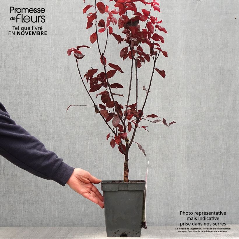 Esemplare di Prunus cerasifera Nigra - Ciliegio da fiore Vaso da 4L/5L come consegnato in autunno