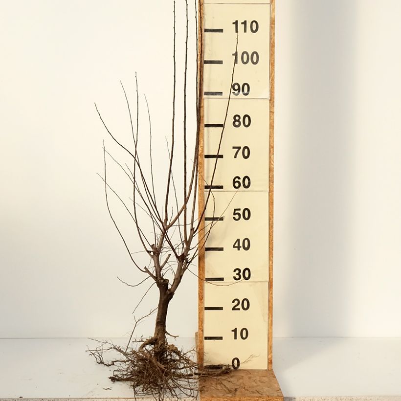 Prunus cerasifera Nigra - Ciliegio da fiore Piante piccole a radice nuda esemplare consegnato in inverno