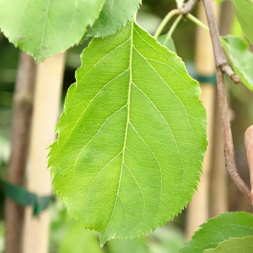 Prugna Altesse Double (Fogliame)