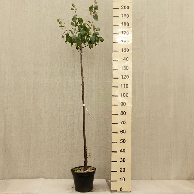 Esemplare di Prugna Bleue de Belgique Vaso da 7,5L/10L, Vaso impalcato medio come consegnato in autunno