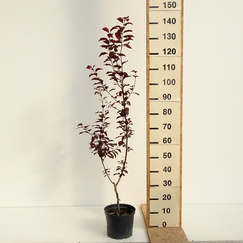 Esemplare di Prunus cerasifera Hollywood - Ciliegio da fiore Vaso da 4L/5L consegnato in estate