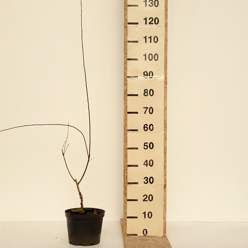 Prunus cerasifera Hollywood - Ciliegio da fiore Vaso da 4L/5L esemplare consegnato in inverno