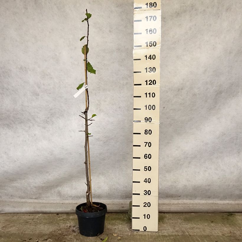 Esemplare di Prugna Quetsche toronto Vaso da 6L/7L, Colonnare come consegnato in autunno