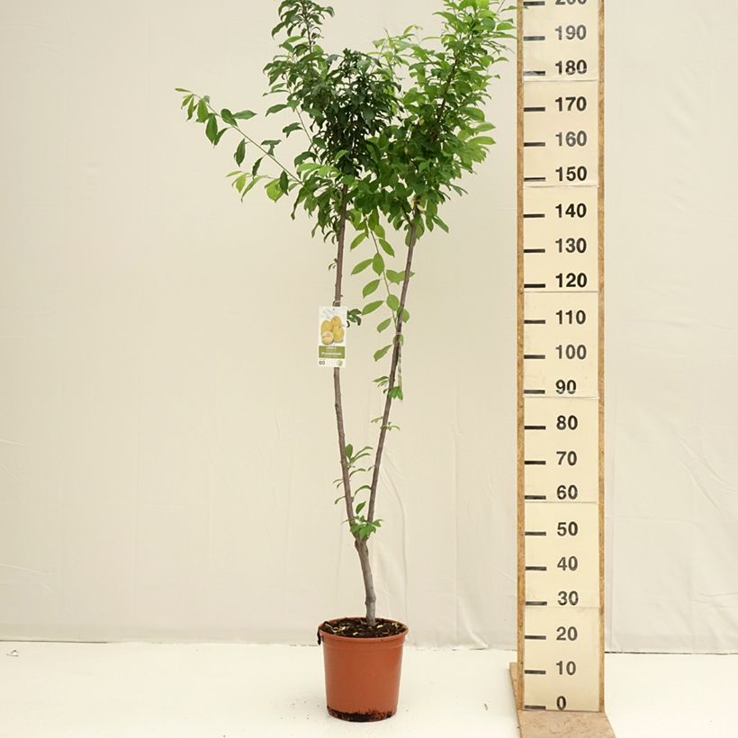 Prunier Duo Black Amber et Golden Japan Vaso da 7,5L/10L esemplare consegnato in primavera