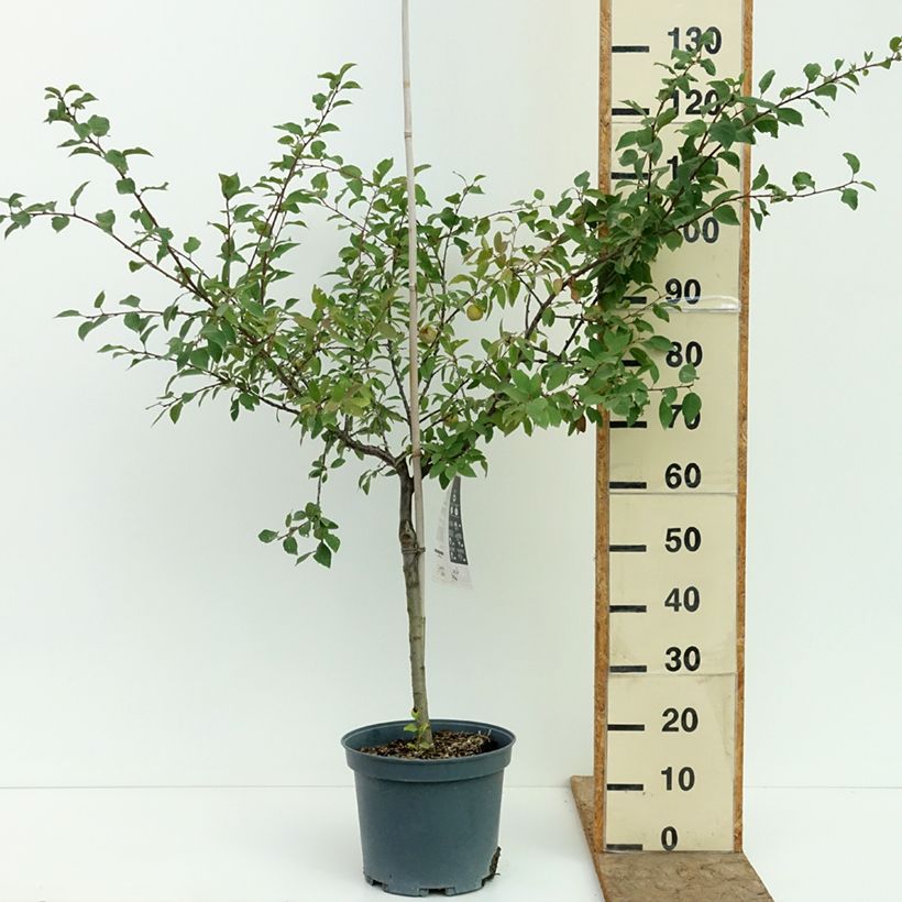 Esemplare di Prugnolo da siepe Mirabelle de Metz Vaso da 7,5L/10L, Vasetto consegnato in estate