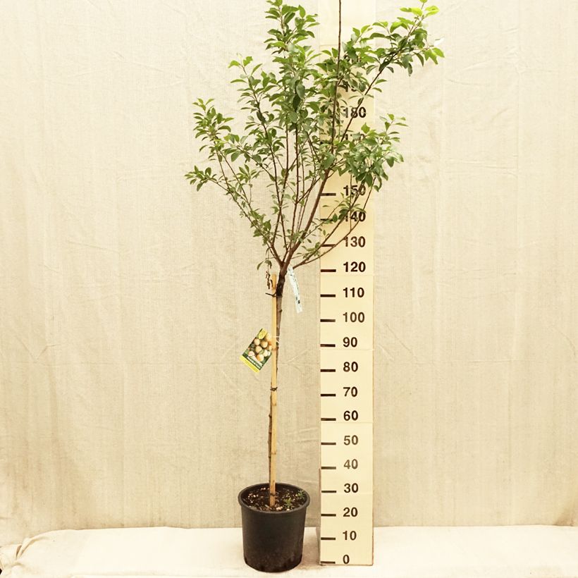 Prugnolo da siepe Mirabelle de Nancy Vaso da 7,5L/10L, Vaso impalcato medio esemplare consegnato in primavera