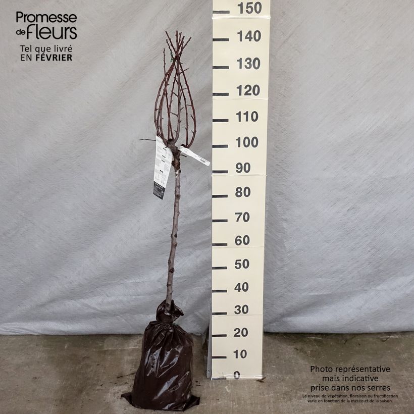 Prugna Miraclaude Zolla 'Pronta da piantare', Vasetto esemplare consegnato in inverno