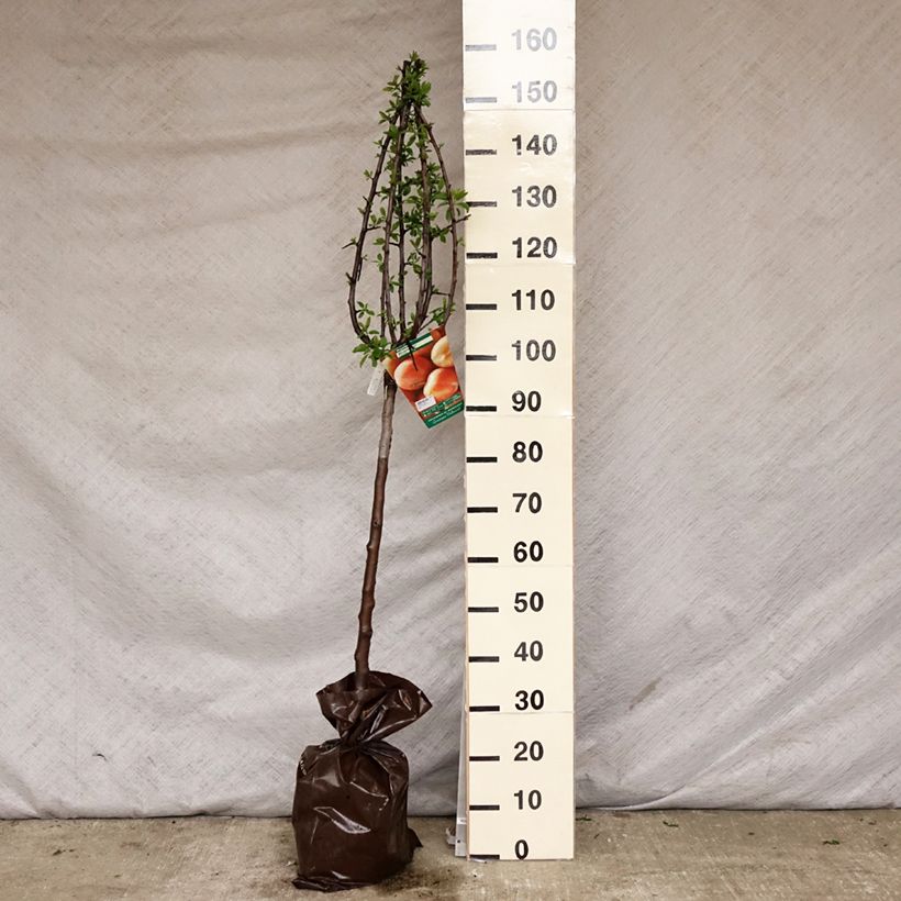 Prugna Miraclaude Zolla 'Pronta da piantare', Vasetto esemplare consegnato in primavera