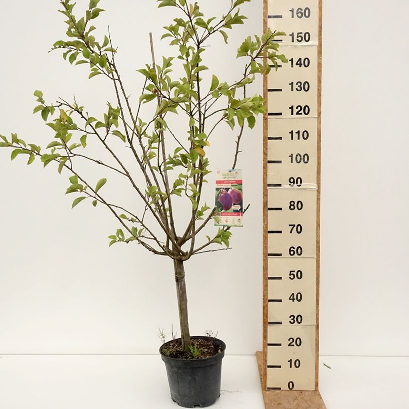 Esemplare di Prugna Mr. Hâtif Vaso da 7,5L/10L, Vasetto consegnato in estate