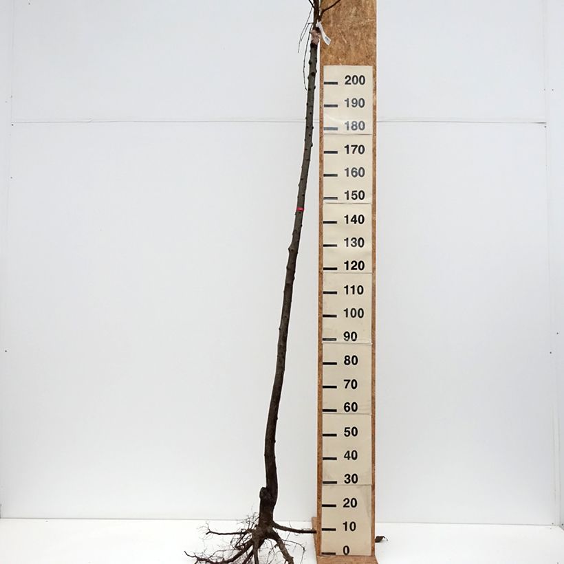 Prugna Mr. Hâtif Piante grandi a radice nuda, Vaso impalcato alto esemplare consegnato in inverno