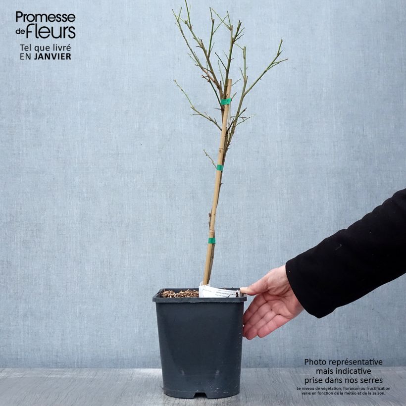 Prugna Fruit Me Plum Me Vaso da 4L/5L, Nano esemplare consegnato in inverno