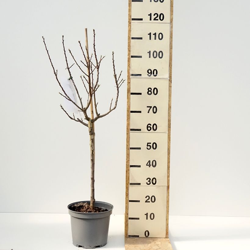 Prugna nain Goldust courod Vaso da 6L/7L, Nano esemplare consegnato in primavera