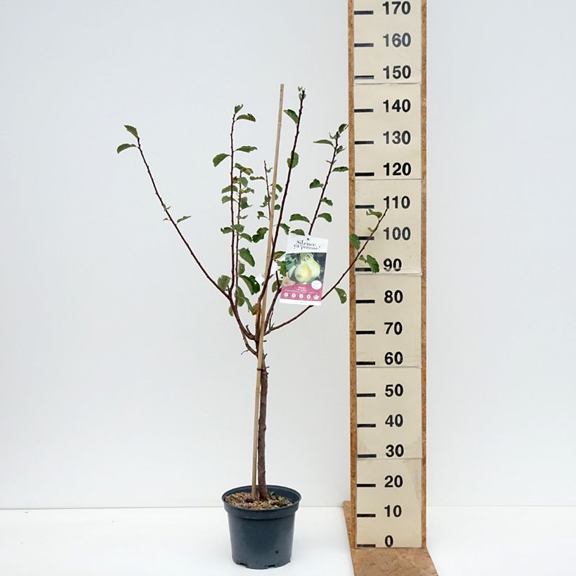 Esemplare di Prugna nain Goldust courod Vaso da 6L/7L, Nano come consegnato in autunno